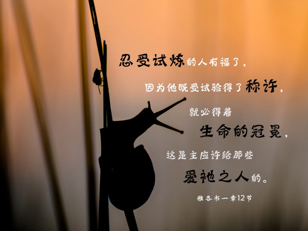 一天一祝福 第2页 新人喂养